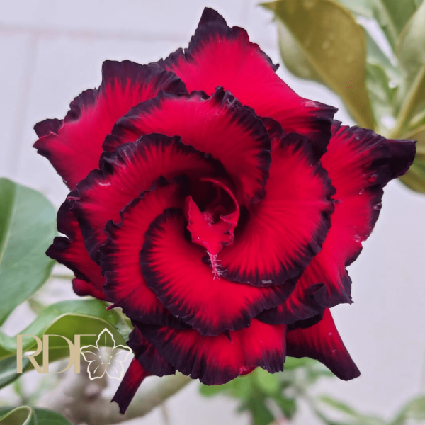 Podadinha - Rosa do Deserto Blue Dragon