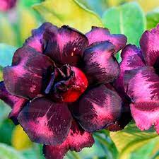 Podadinha - Rosa do Deserto Love Potion