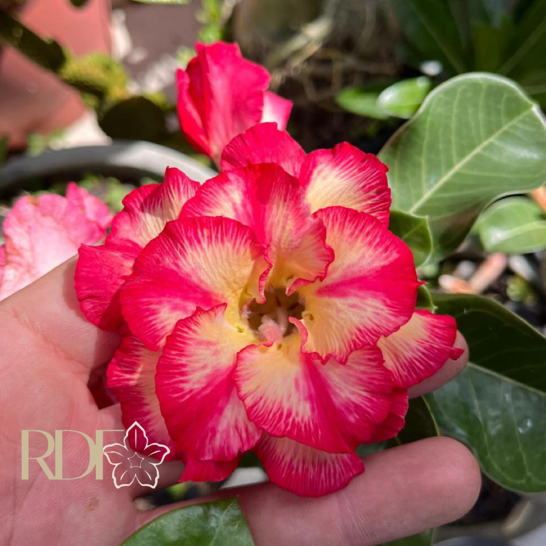 Podadinha - Rosa do Deserto Paraibana