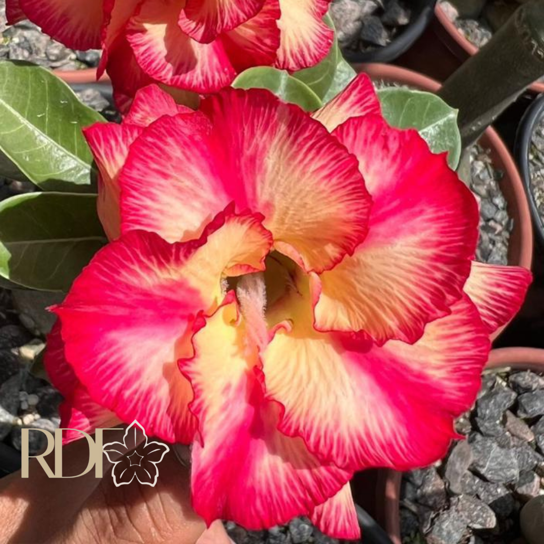 Podadinha - Rosa do Deserto Paraibana - Imagem 2