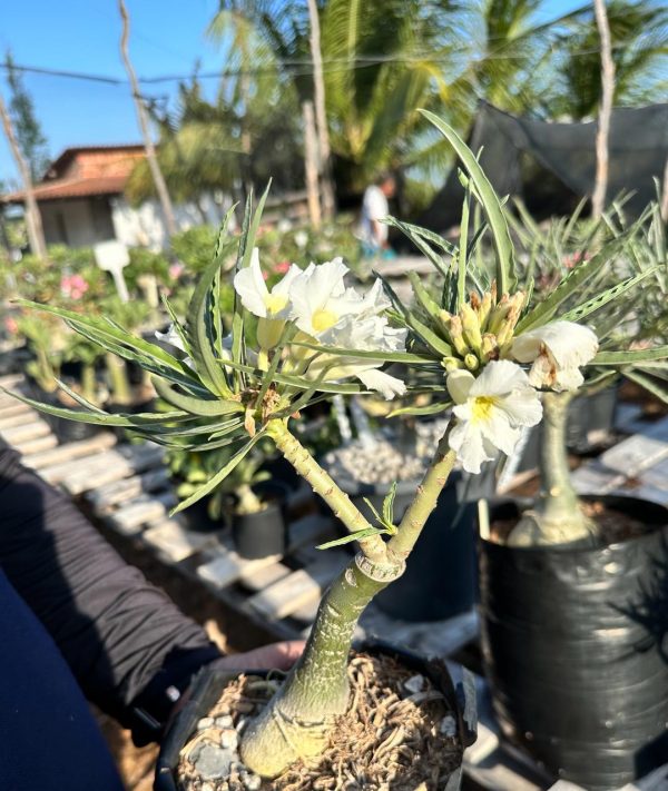 Podadinha - Rosa do Deserto Crispum White Buquê Enxertada - Imagem 3