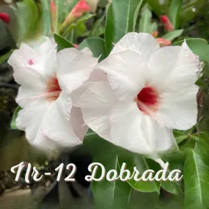 Podadinha - Rosa Do Deserto Nr12 Dobrada