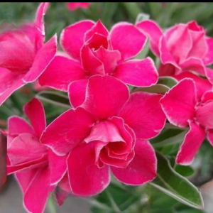 Podadinha - Rosa Do Deserto Juliet