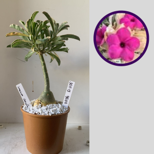 Podadinha - Rosa do Deserto Swazicum Variegata