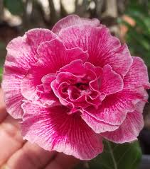 Baby - Rosa do Deserto Rain Butterfly