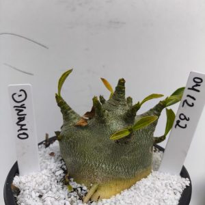 0401 32 Arabicum Dynamo