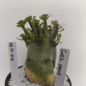 0601 04 Arabicum Godji Champ