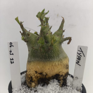 0601 12 Arabicum Tyson