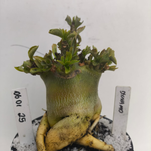 0601 25 Arabicum Dynamo