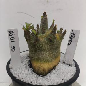 0601 30 Arabicum  Tanos