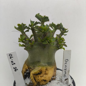 0601 26 Arabicum Dynamo