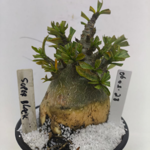 0601 28 Arabicum Super Black