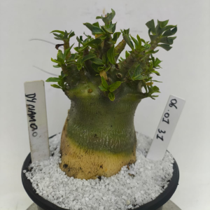 0601 31 Arabicum Dynamo