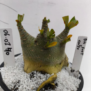 0601 40 Arabicum Big Foot X Onyx