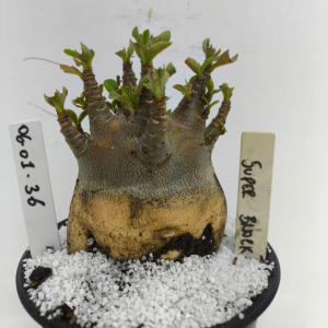 0601 36 Arabicum Super Black