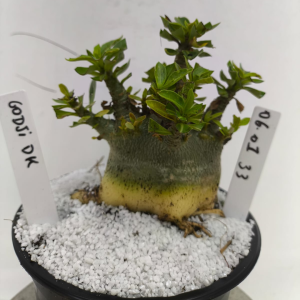 0601 33 Arabicum Godji Dk