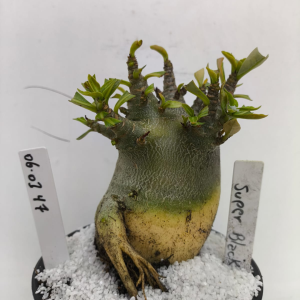 0601 47 Arabicum Super Black