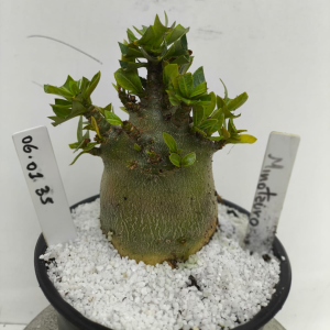 0601 35 Arabicum Minotauro