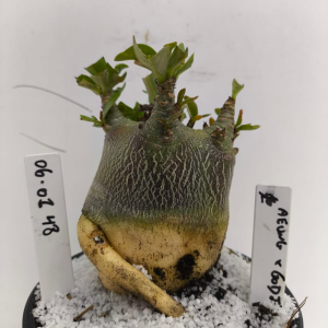 0601 48 Arabicum Aeung X Godji