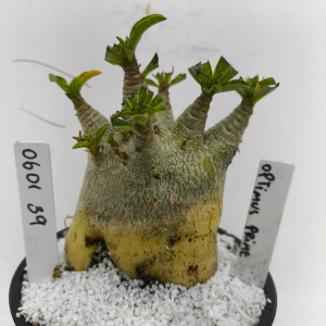 0601 39 Arabicum Optimus Prime