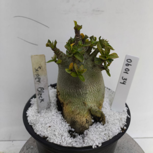 0601 34 Arabicum Super Black