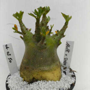 0601 50 Arabicum Hulk X Onyx