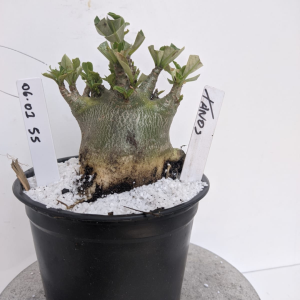 0601 55 Arabicum Tanos