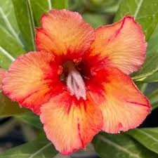 Baby - Rosa do Deserto Rubi Elf