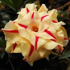 Podadinha - Rosa do deserto T21