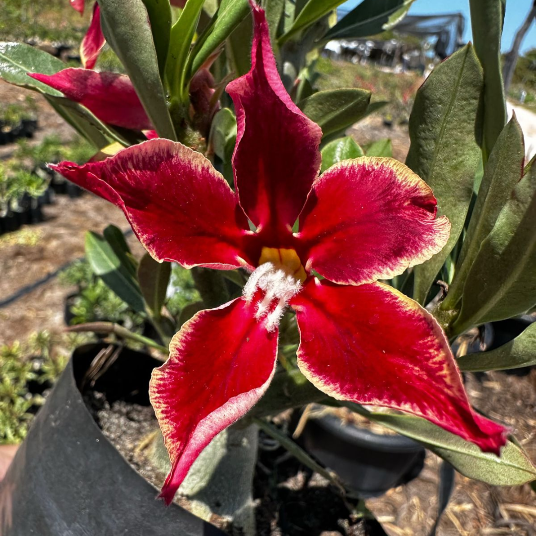 Baby - Rosa do Deserto Star Cluster II