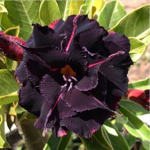 Baby - Rosa Do Deserto P180