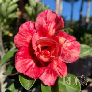 Podadinha - Rosa do Deserto Orange Essence
