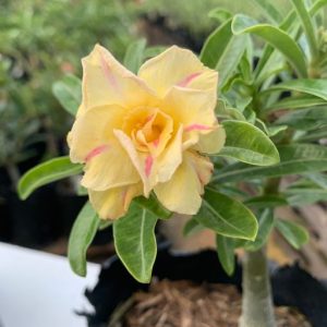 Baby - Rosa do Deserto Carolina