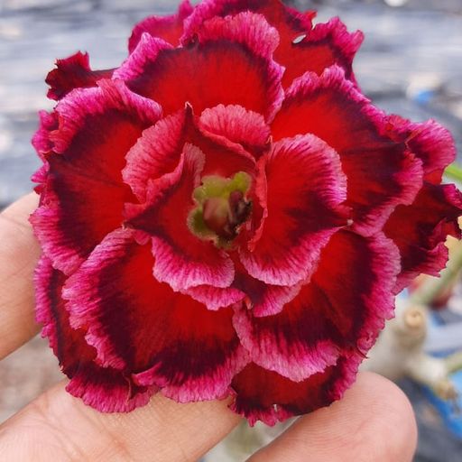 Baby - Rosa do Deserto Paradise - Imagem 2