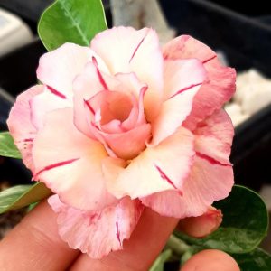 Baby - Rosa do Deserto LB003