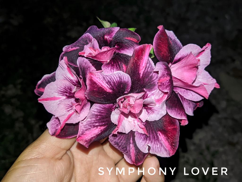 Baby - Rosa do Deserto Symphony Lover