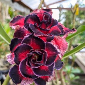 Baby - Rosa do Deserto Wonderland