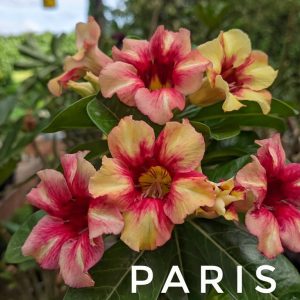 Podadinha - Rosa do Deserto Paris