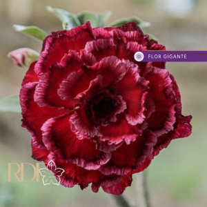 Baby - Rosa do Deserto Paradise