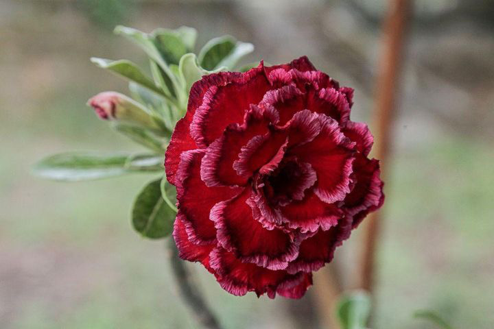 Baby - Rosa do Deserto Paradise - Imagem 3