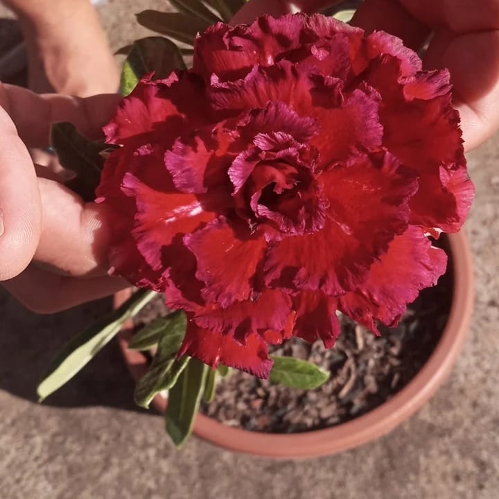 Baby - Rosa do Deserto Paradise - Imagem 4