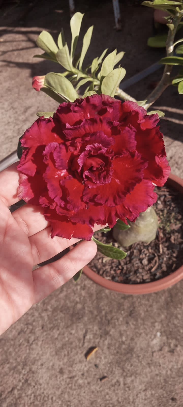 Baby - Rosa do Deserto Paradise - Imagem 5