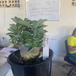 2709 9 Arabicum Dwarf