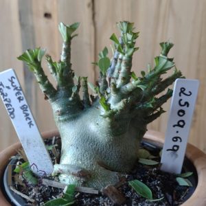 2509 69 Arabicum  Super Black × Torpedo