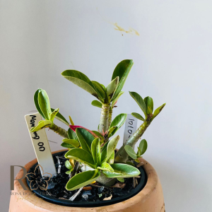 1010 29 Arabicum Nom Sod Dd