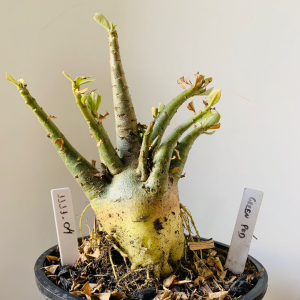 1111 04 Arabicum Green Pod