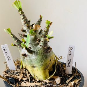 1211 07 Arabicum Black Stone