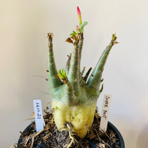 1211 21 Arabicum Super Fast