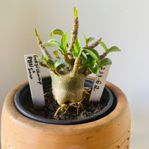 1211 62 Arabicum Godji champ x PBN Soco