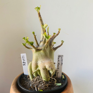 1211 68 Arabicum Godji f2 x Black Hawk x Onyx